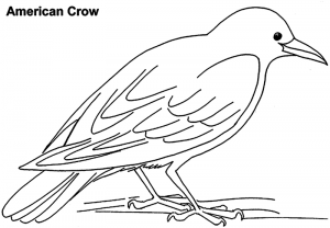 crow